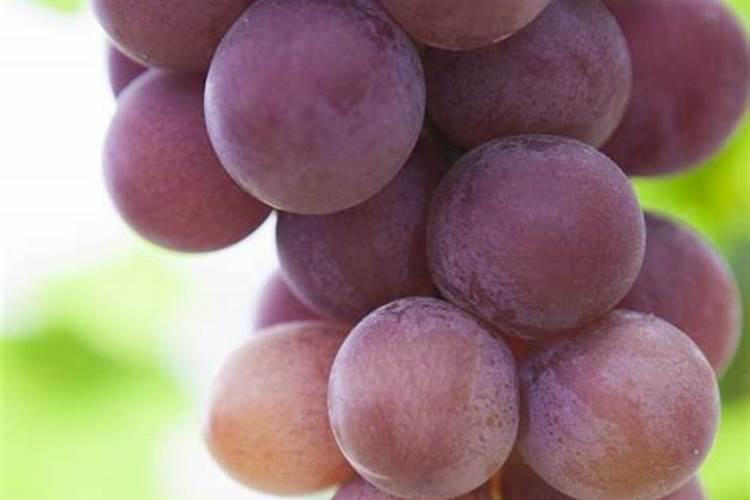 葡萄什么时间追肥？水溶肥怎么用