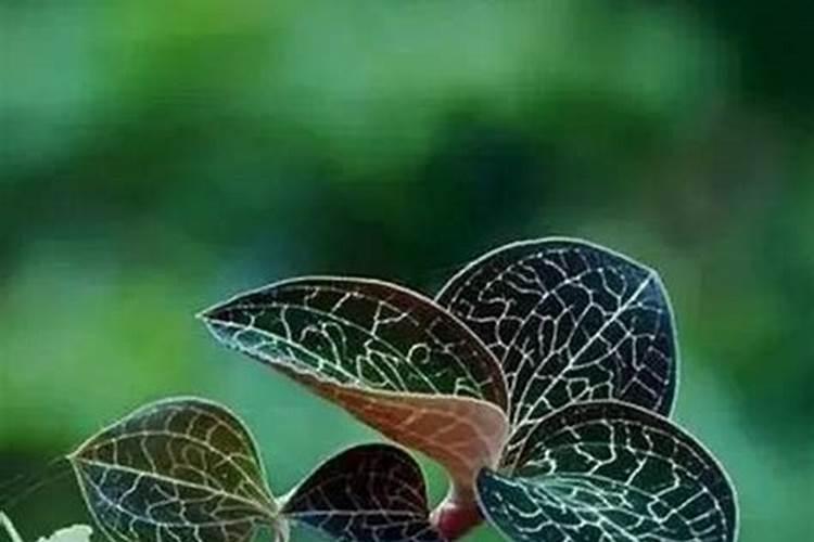 金线莲怎么施肥 用什么肥料好