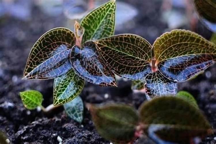 金线莲怎么施肥