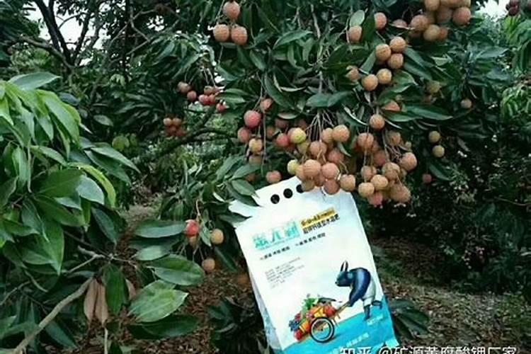 芒果树用什么肥料最好