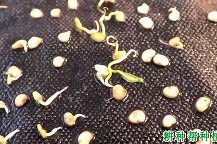 果树什么时间补硼效果更好？很多果农补了很多硼,但都浪费了