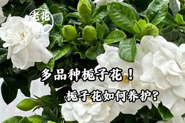 盆栽栀子花怎么施肥