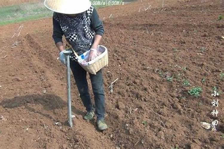 花生基肥应该如何施肥？