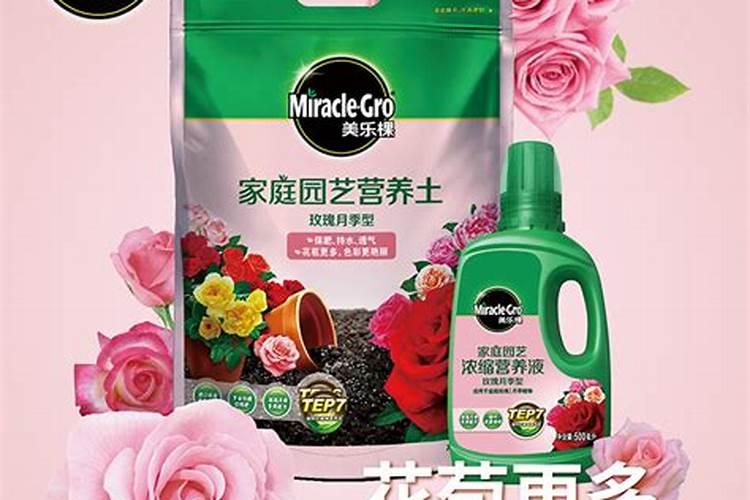 施什么肥让月季花又多又大