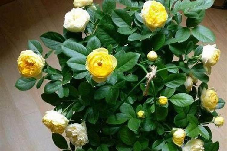 月季在冬季施什么肥好