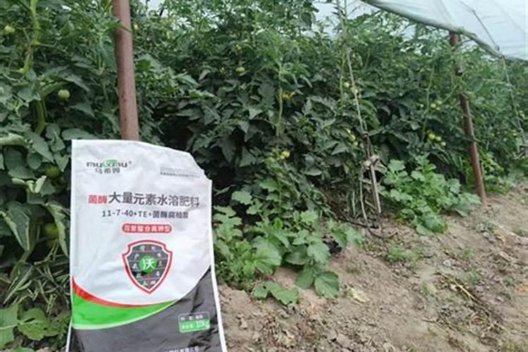 西红柿施用什么水溶肥料好？