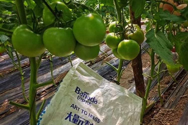 栽西红柿用什么肥料最好