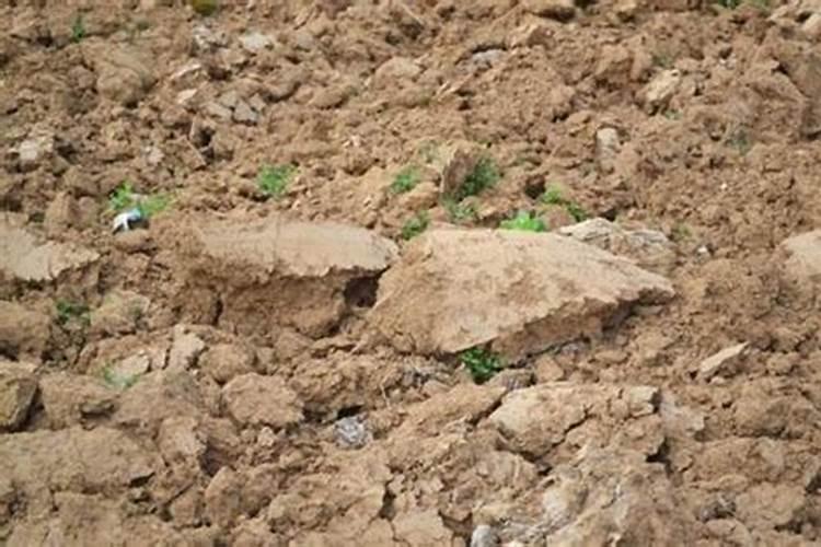 板结土壤最怕三种肥料