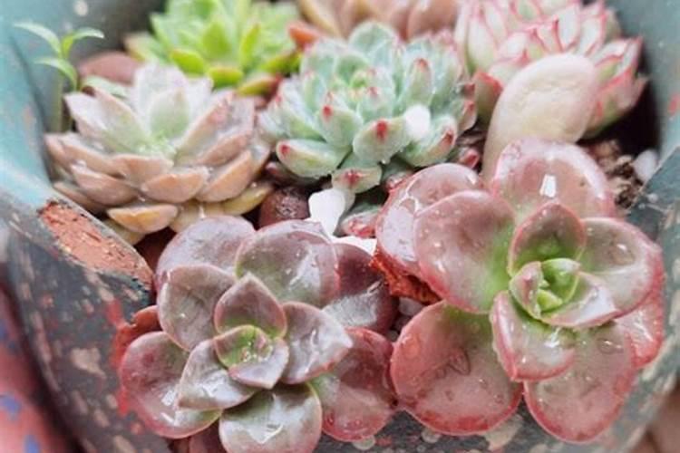 肉肉花怎么养每天要浇多少水