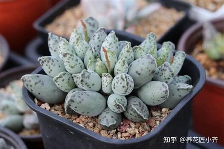 肉肉花怎么养每天要浇多少水