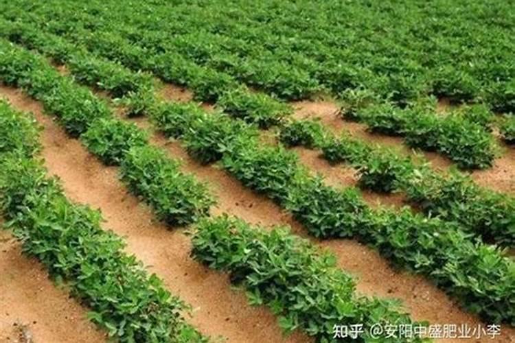 花生施什么肥料产量高