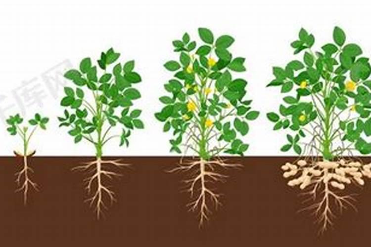 磷肥种花生怎么使用