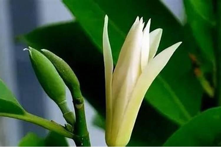 白兰花秋天怎么养