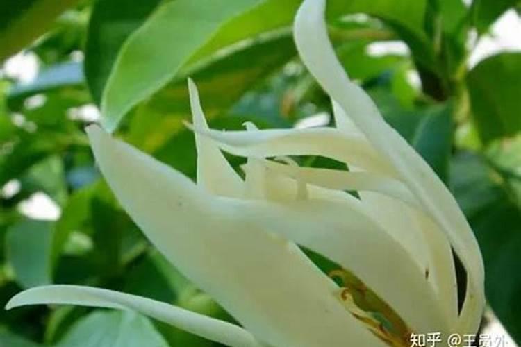 白兰花用什么肥料最好(白兰花怎么施肥长得快开花多)