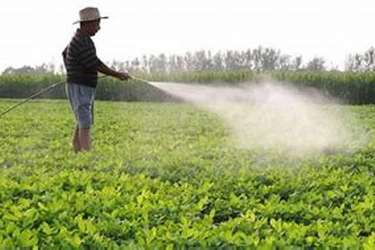 柑桔树开花期能叶面喷施24一表芸苔素内酯吗？