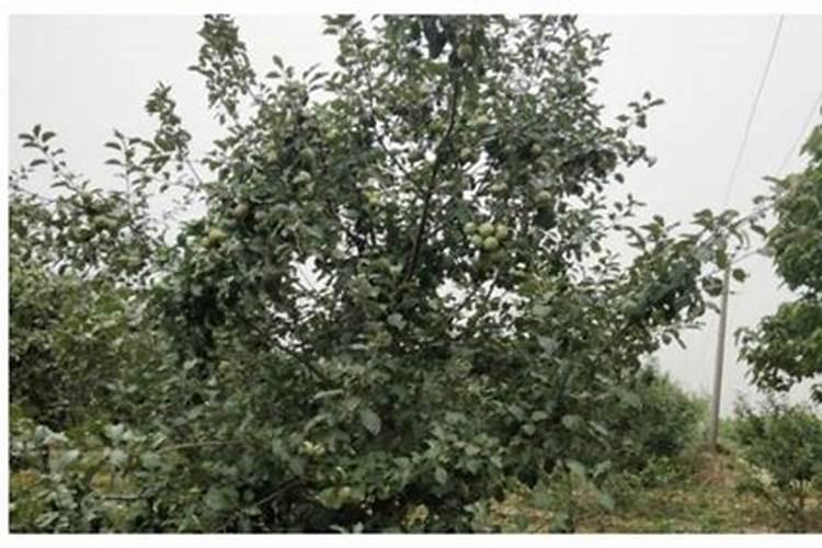 苹果树什么时候补钾