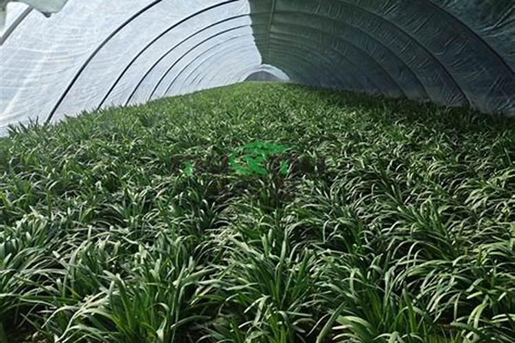 韭菜喜欢什么肥料最好