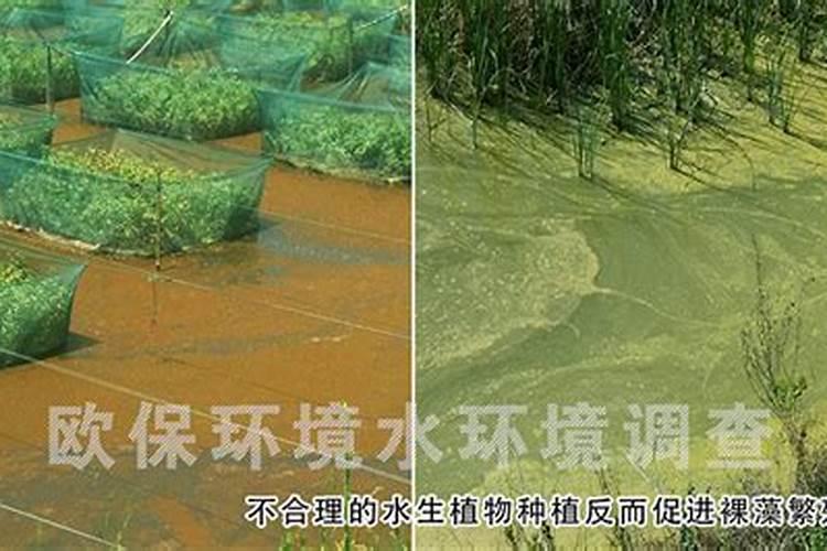 虾塘水变清的最简单处理方法