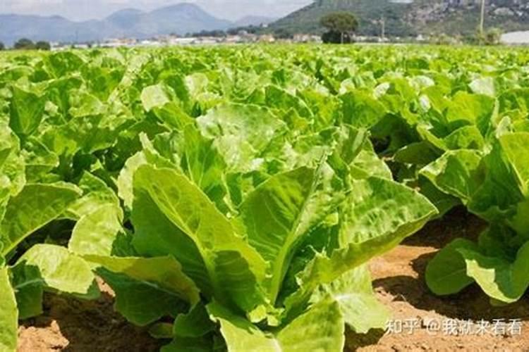 新型烟草专用肥料有哪些