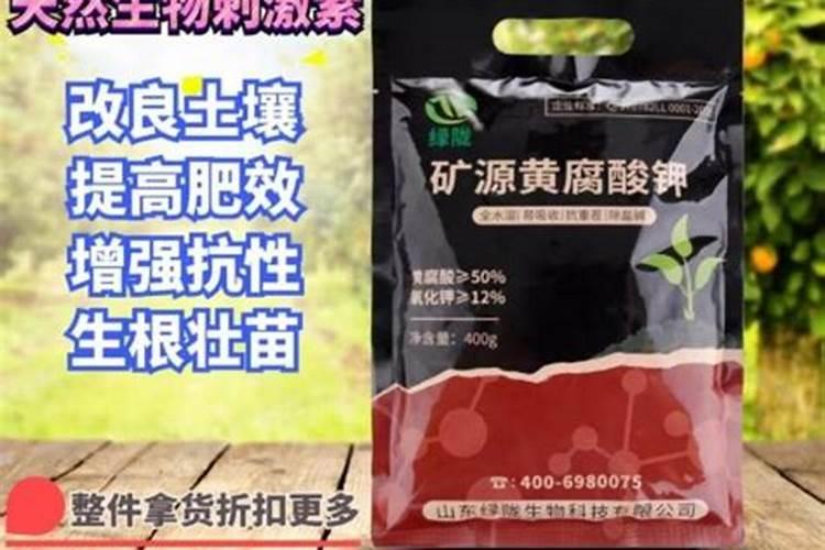 猕猴桃什么时候施磷肥最好