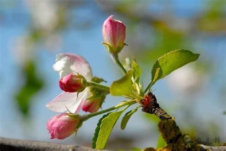 苹果树开花前施什么肥最好