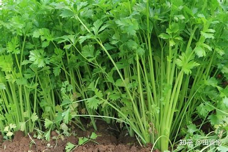 承德县利林绿化有限责任公司怎么样？