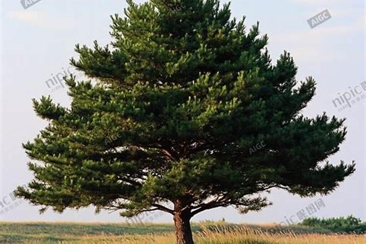 松树用什么肥料最好