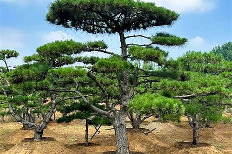 松树盆景如何施肥