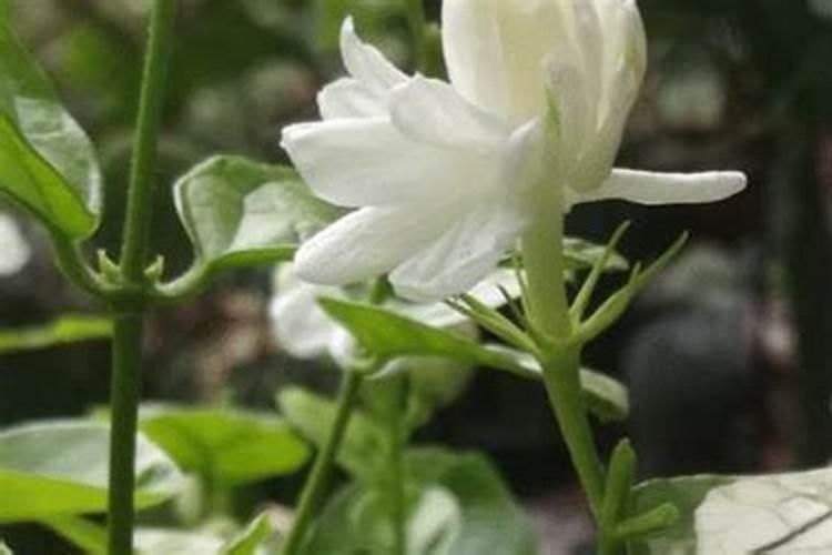 茉莉花可以用磷酸二氢钾吗 茉莉花可以用磷酸二氢钾施肥吗