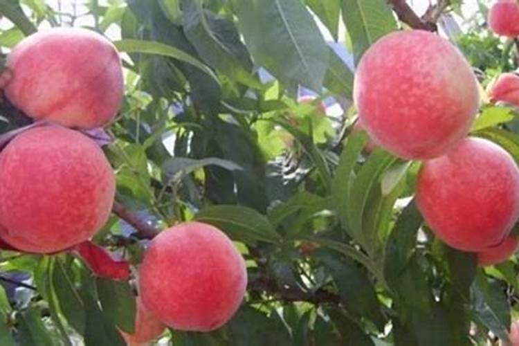 果树膨果肥要高钾吗