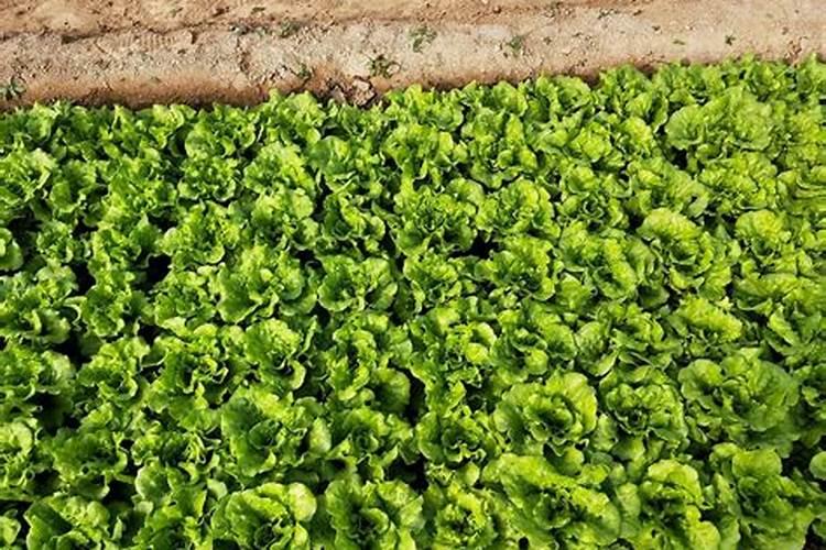 夏天种植生菜的技术和方法怎样使生菜长得快