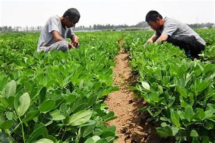 花生能使用尿铵氮肥吗