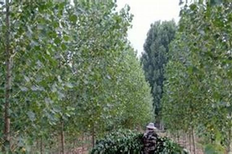 杨树怎样管理特别是施肥剪枝浇水