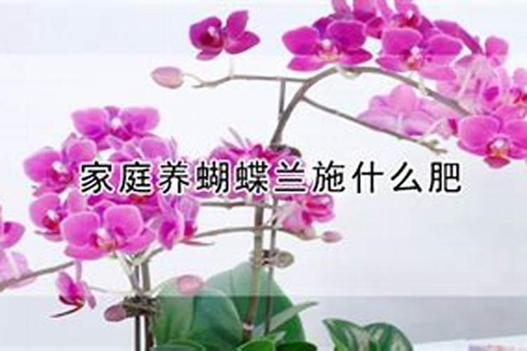 蝴蝶兰施什么肥最好