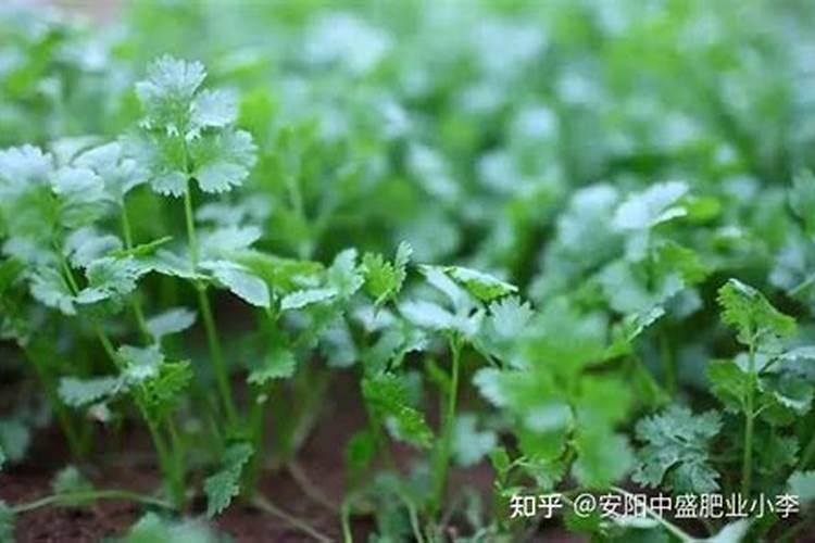 枇杷树的种植和管理和施肥