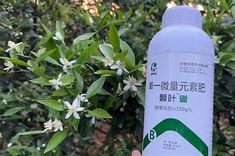 柑橘树专用肥料配方是什么？
