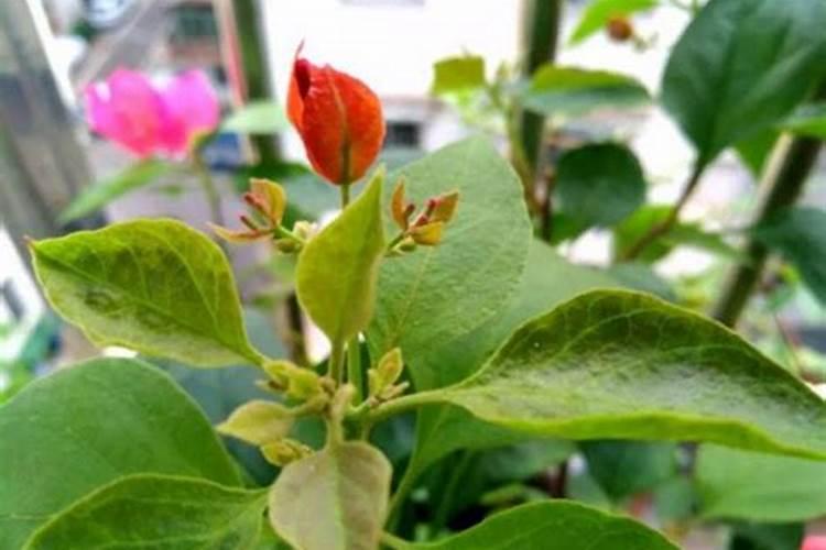 三角梅怎么施肥