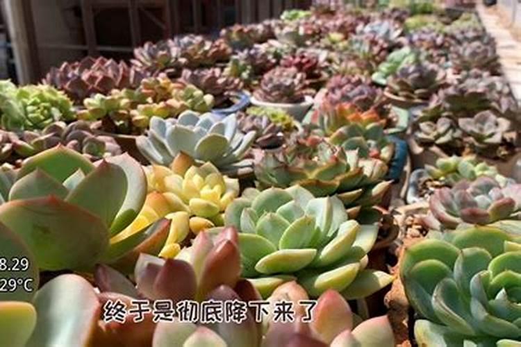 多肉艰难度夏后,立秋怎么养才会胖嘟嘟