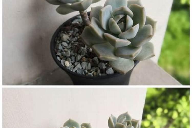 多肉夏天怎样才能养的肥