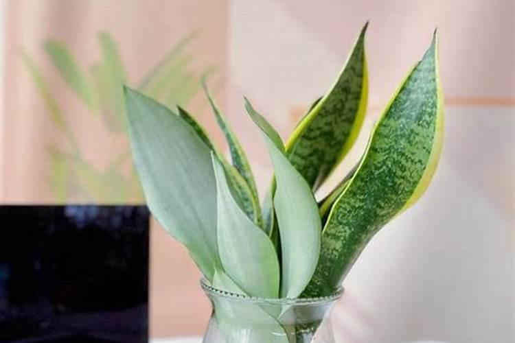 虎皮兰能水培生根吗