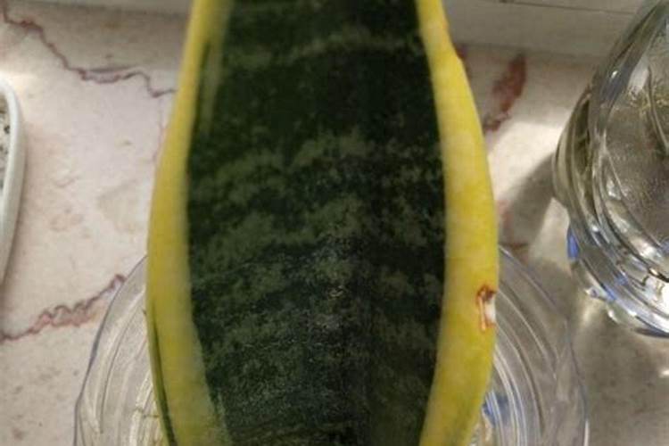 虎皮兰能水培生根吗