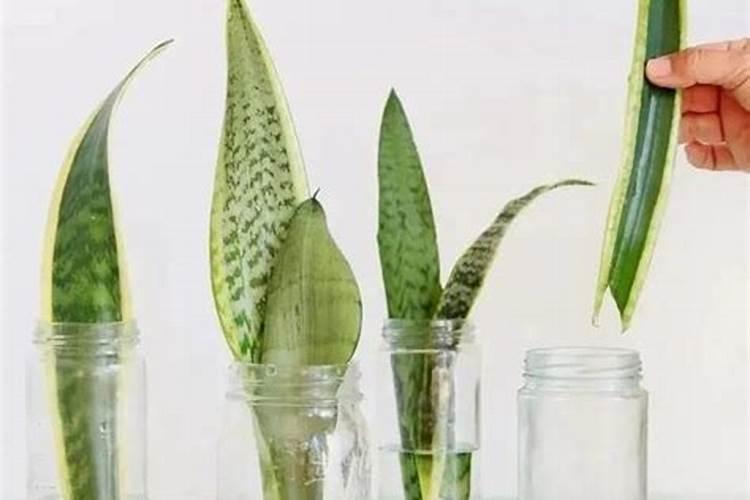水培虎皮兰快速生根法是什么