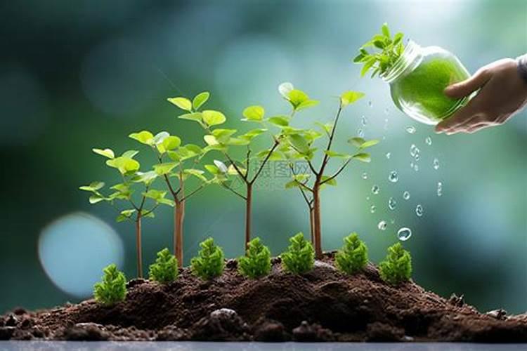 刚种下去的花树怎么时候可以施肥