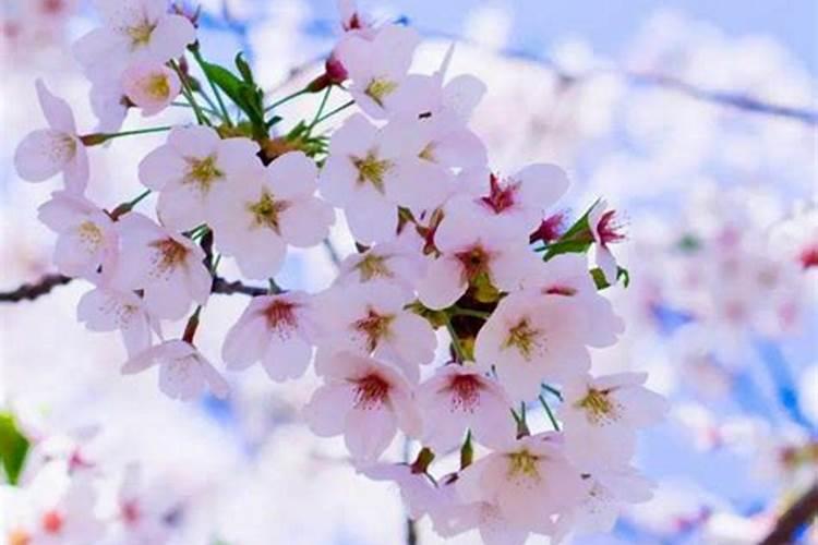 樱花怎么施肥 樱花如何施肥