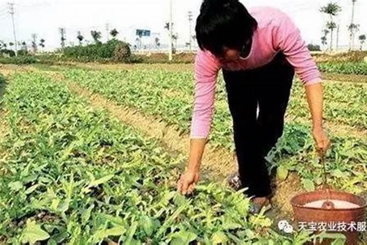 枇杷树施什么肥最好