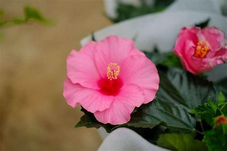 扶桑花浇什么肥料合适