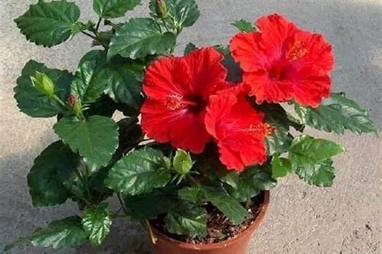 盆栽扶桑花怎么施肥