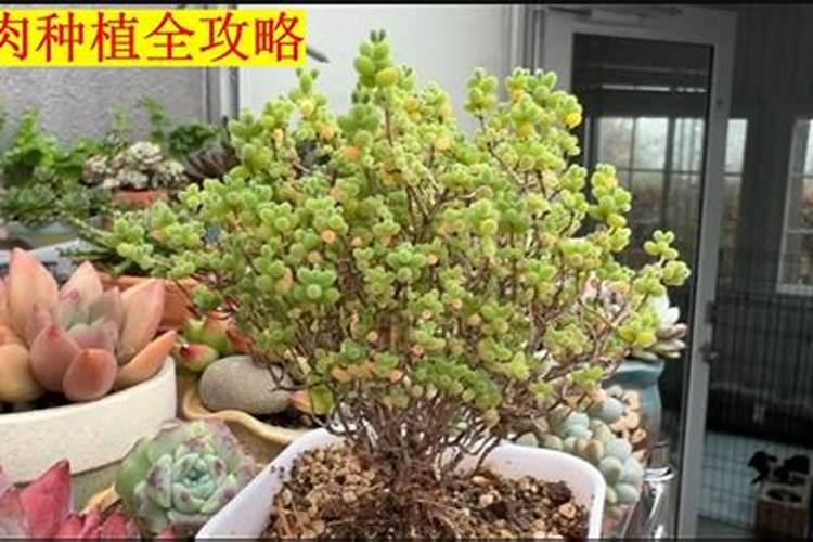 多肉上色肥料怎么用