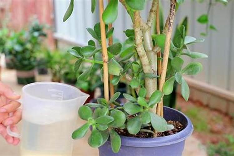 春季如何养玉树枝叶更健壮