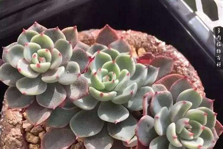 多肉植物施什么肥好